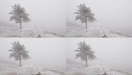 孤独的山松在白雪覆盖的山坡上高清在线视频素材下载