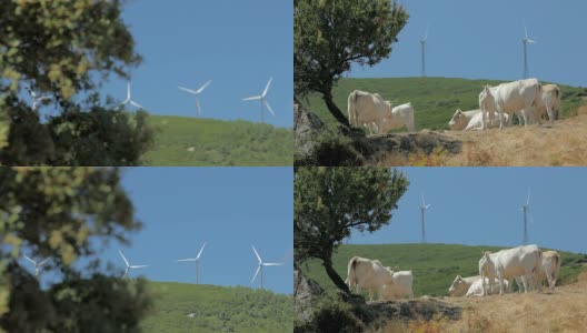 发电厂和牛的风车农场(系列)高清在线视频素材下载