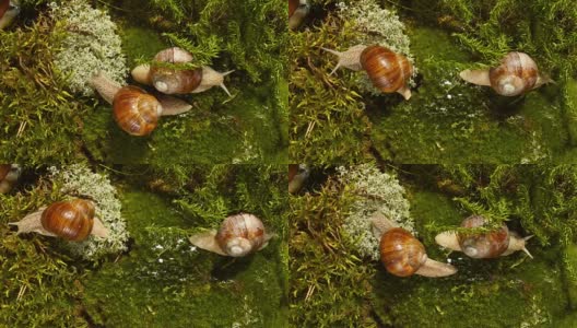 森林里的两只蜗牛高清在线视频素材下载