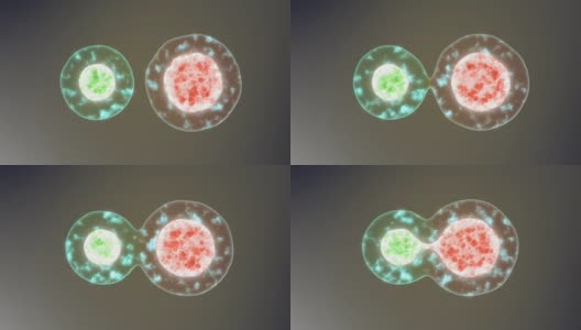 细胞在显微镜下的细胞分裂动画高清在线视频素材下载