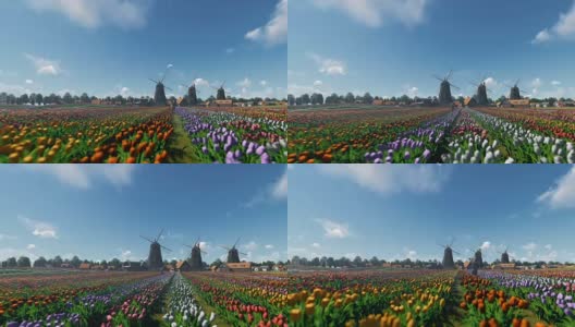 荷兰风车和田野的郁金香映衬着美丽的天空，无人机飞行4K高清在线视频素材下载