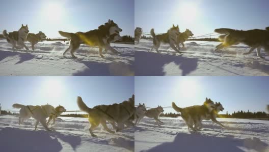 由狗驾驭的哈士奇犬和人一起拉雪橇，慢动作，视频循环播放高清在线视频素材下载