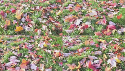 秋天的枫叶落下了高清在线视频素材下载