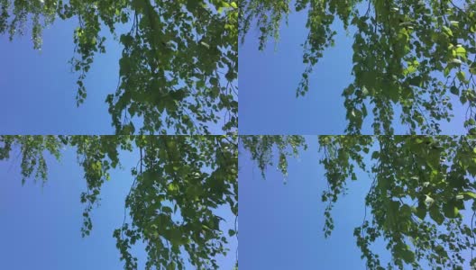 桦树的叶子在风中摇曳。蓝色的天空。阳光明媚的一天。白桦树的绿叶。高清在线视频素材下载