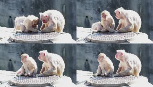 日本的猴子像人类一样行事高清在线视频素材下载