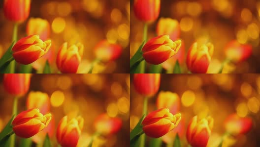 郁金香花素材工作室质量色彩Bokeh高清在线视频素材下载