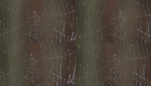 水滴在蜘蛛网上。高清在线视频素材下载