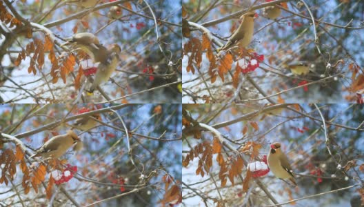 波西米亚蜡翼鸟(Bombycilla garrulus)——鸣禽坐在月桂浆果的树枝上高清在线视频素材下载