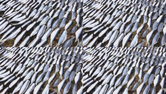 准备在太阳下晒干的鱼，近距离的鱼片在东南亚的柳条桌上晒干。咸保护海鲜高清在线视频素材下载