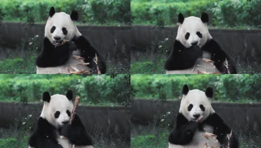 熊猫幼崽愉快地吃着竹子高清在线视频素材下载