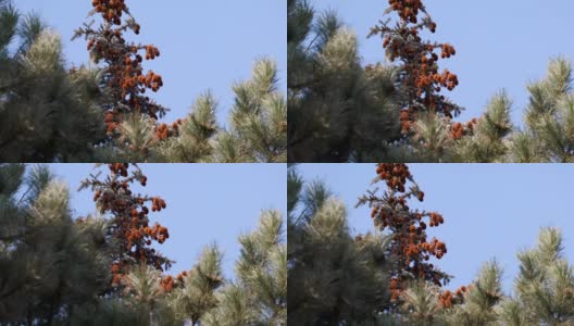 常青树顶部与棕色球果自然背景健康的生活方式高清在线视频素材下载