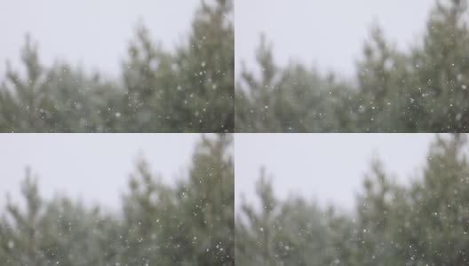 森林里下雪了。第一场雪高清在线视频素材下载