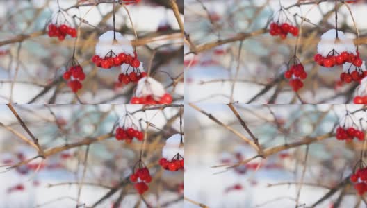 冬天雪下冻荚。雪中的荚蒾。第一场雪。美丽的冬天高清在线视频素材下载