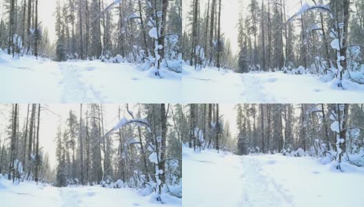 美丽的冬天森林在雪。雪花慢慢飘落，阳光灿烂。光滑的平移。高清在线视频素材下载