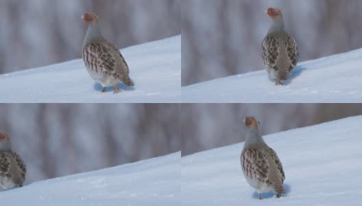 鸟-灰鹧鸪(Perdix Perdix)在雪中行走。高清在线视频素材下载