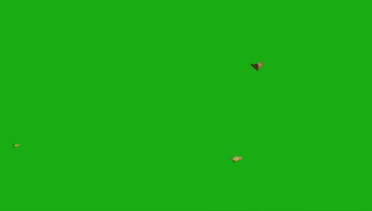 蝴蝶在绿屏上飞舞高清在线视频素材下载