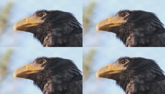 野生动物捕食物种猎鹰鸟坐在树上，看着相机高清在线视频素材下载