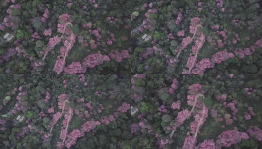 无人机在泰国清迈拍摄粉色樱花盛开的土路高清在线视频素材下载