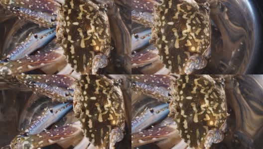 螃蟹接近4k视频滑块拍摄高清在线视频素材下载