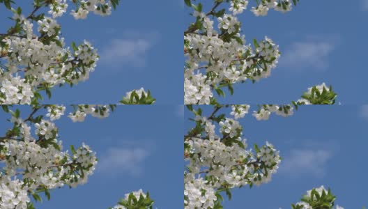 樱花盛开在蓝天背景高清在线视频素材下载