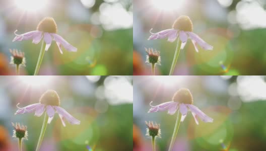 阳光和刺眼的光线落在紫锥花的灌木上。模糊背景上的锥花。自然背景。高清在线视频素材下载