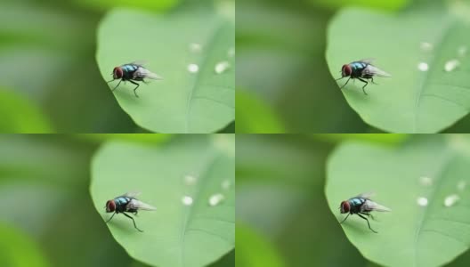 一只苍蝇，它的身体是墨绿色的，微微有光泽，有着薄薄的透明的翅膀，背景是模糊的绿色叶子高清在线视频素材下载