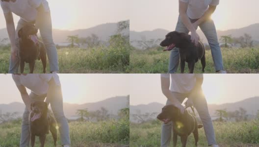 一只快乐而充满活力的黑色拉布拉多犬与主人在温暖的阳光照耀下的草地上玩耍，服从犬训练，与忠诚的狗狗玩耍，宠物主人户外活动，宠物保健高清在线视频素材下载