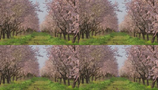春天果园里美丽的杏树开花了高清在线视频素材下载