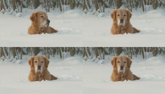 高清多莉:躺在雪中的金毛寻回犬高清在线视频素材下载