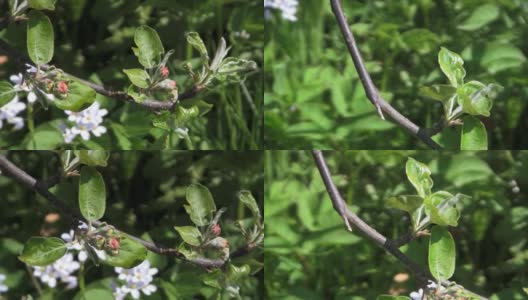 苹果花今年夏天高清在线视频素材下载