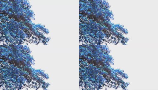 蓝猴荚树高清在线视频素材下载