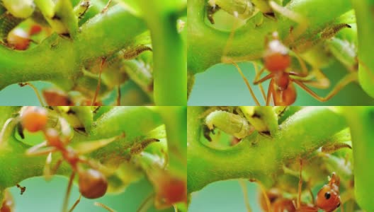 红蚂蚁成群结队的蚜虫高清在线视频素材下载