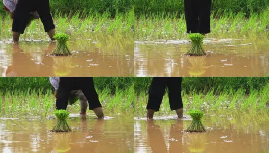 种植水稻高清在线视频素材下载