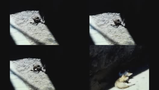 80年代马焦雷湖村小巷里的猫高清在线视频素材下载