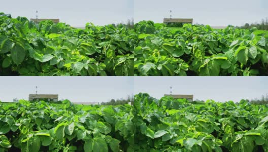 田野里成排的绿土豆高清在线视频素材下载