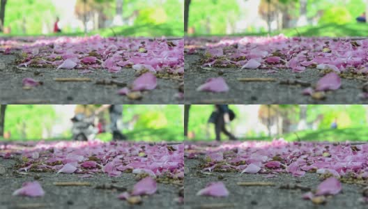 公园里的花瓣高清在线视频素材下载