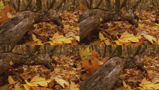 秋天。地面被干树叶覆盖着高清在线视频素材下载