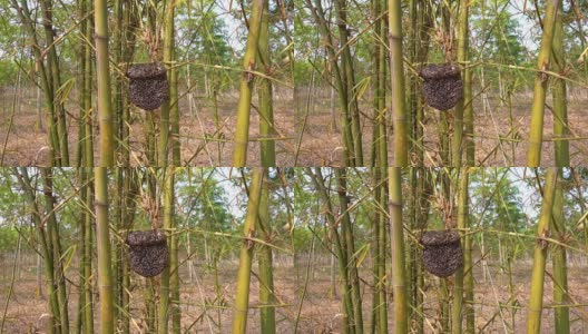 Beehive with wild Bees高清在线视频素材下载