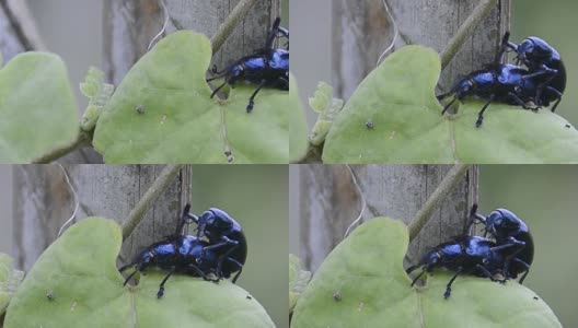 蓝乳草甲虫或紫乳草甲虫高清在线视频素材下载