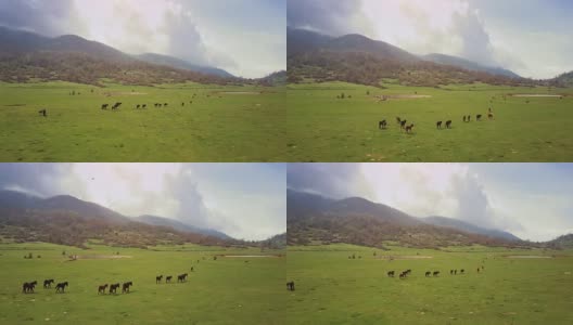 无人机鸟瞰意大利风景:野地里的野马高清在线视频素材下载
