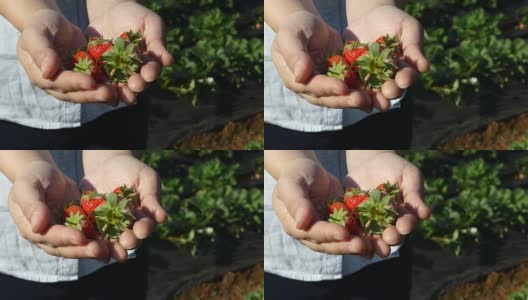Fresh strawberry at the farm高清在线视频素材下载