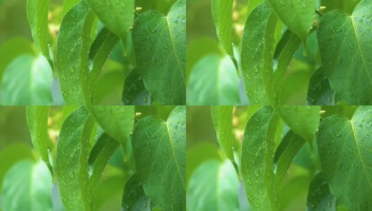 绿植风雨后，泰国清迈省高清在线视频素材下载