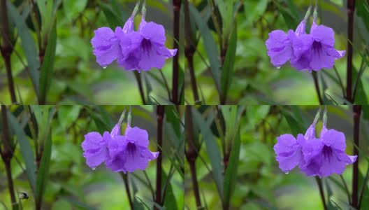 泰国雨季4K牵牛花花高清在线视频素材下载