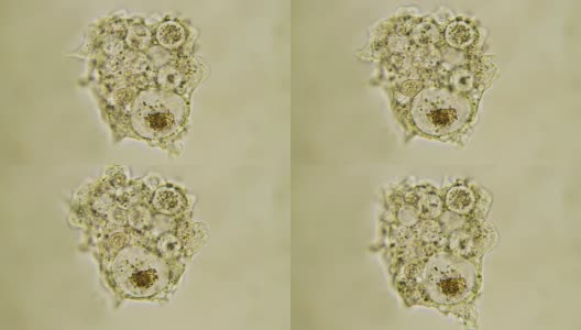 微生物——变形虫高清在线视频素材下载