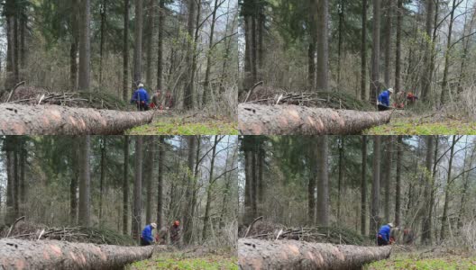 林业工人用链锯高清在线视频素材下载