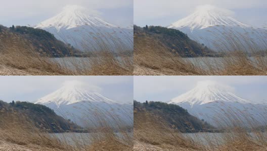 花与草与富士山高清在线视频素材下载