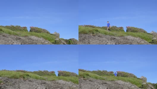 4k潘左男穿过岩石上的杜鹃花高清在线视频素材下载