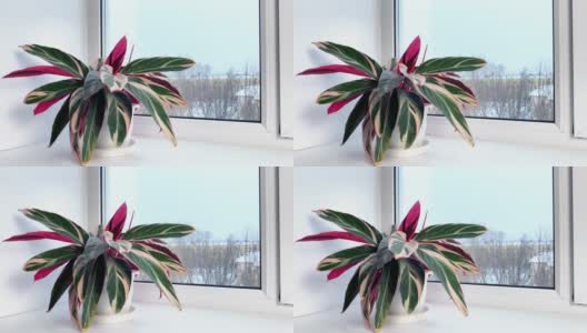 冬天的时候，室内的窗台上有红色和绿色条纹的花，外面是雪。家庭园艺高清在线视频素材下载