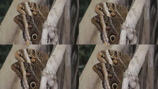 有睡意的棕色斑点蝴蝶在圆木上高清在线视频素材下载