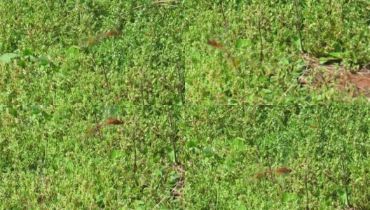 在绿草地上交配的蜻蜓高清在线视频素材下载